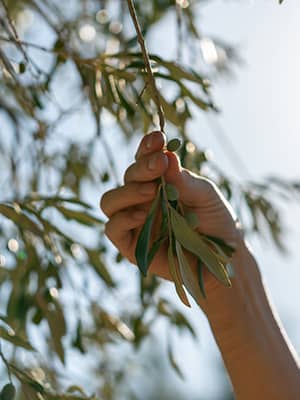 Olive The Fruit of Civilization