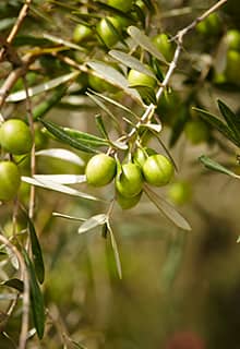 أشجار الزيتون