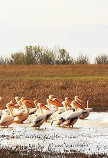 Yedikuğular Kuş Cenneti/Vogelparadies (Yedikır Baraj Gölü/Stausee)