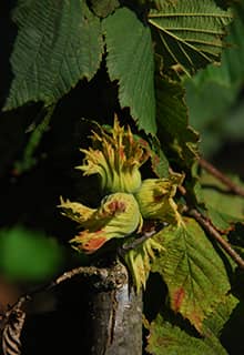 Nut Trees Ordu