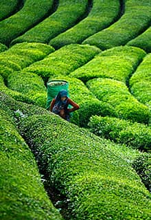 Tea Garden Rize