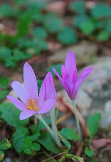 Crocus Pallasii