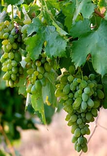 Cappadocia Grapes