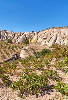 Vineyards in the Cappadocia Valley