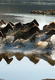 Одичалые лошади Йилкы