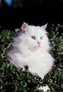 Ангорская кошка