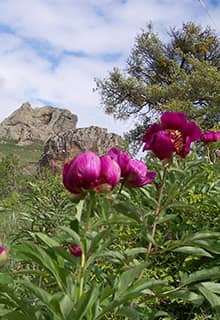 Çehrilik Tulpe, Yozgat