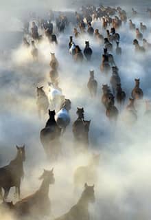 Caballos Yılkı