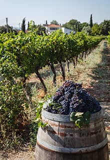 طريق باغ أورلا