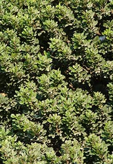 أشجار المستكة