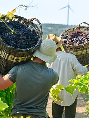 Vineyards of Anatolia
