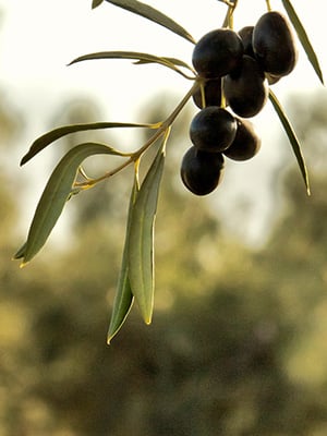 Olive Tree Route