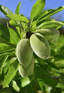 Almendra Verde