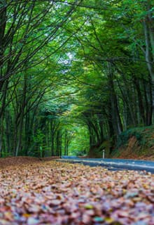 Forêt de Belgrade