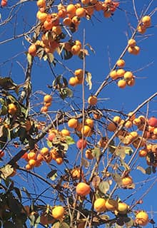 Aprikosenbäume Malatya