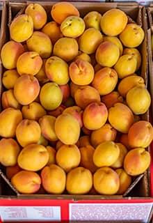 Frische Aprikosen Malatya