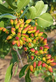 Pistacho en Gaziantep