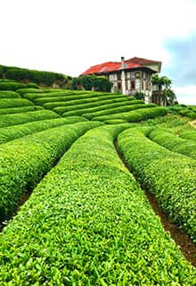 Té en Rize