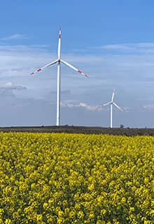 Canola Field