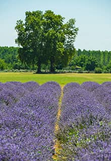 Lavender Field