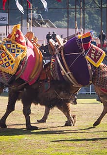 Lucha tradicional de camellos de Kumluca