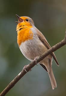 Birds Chirping