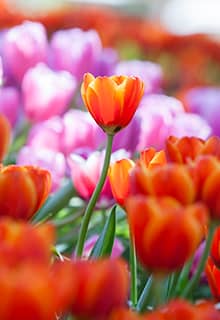 Blossoming Tulips