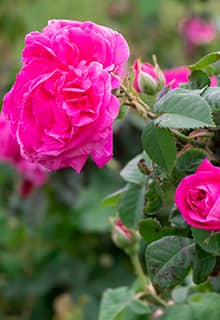 Jardines de Rosas de Isparta