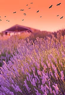 Lavender Fields of Isparta