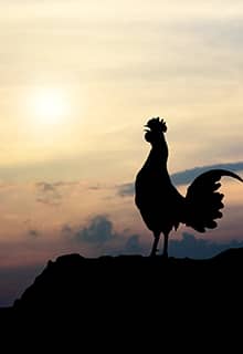Roosters Crowing