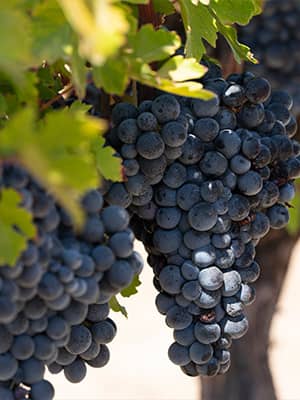 Turkish Wines