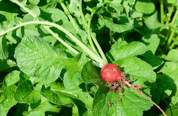 Aegean Herbs in Turkish Cuisine