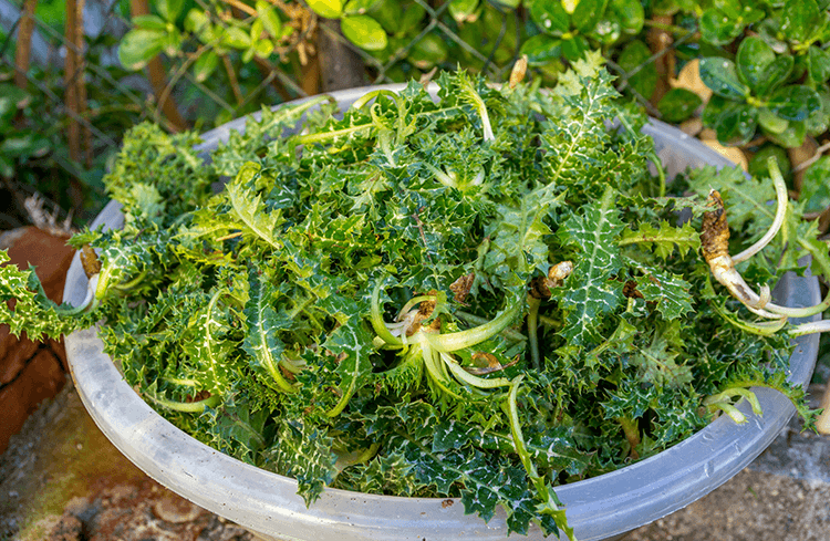 Aegean Herbs in Turkish Cuisine