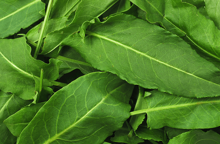 Aegean Herbs in Turkish Cuisine