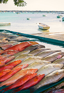 Fresh Fish From Local Fishermen