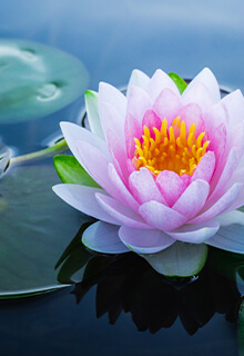 Lotus
