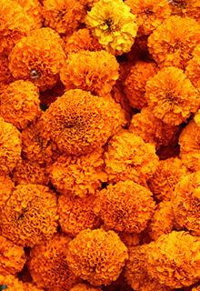 Öküzgözü Flower