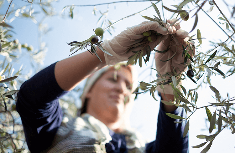 Turkish Olives and Olive Oils