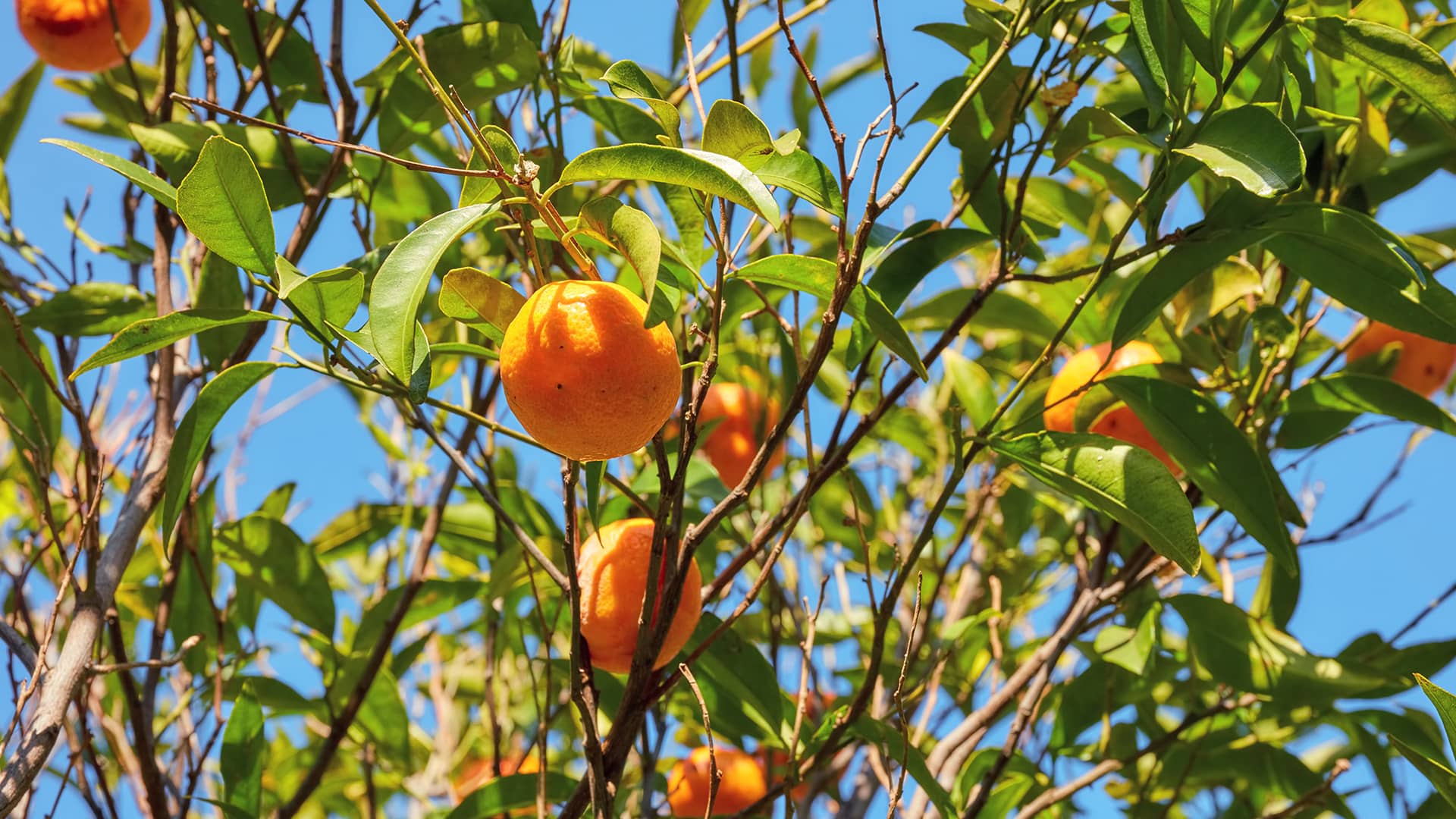 Mandarinas de Bodrum