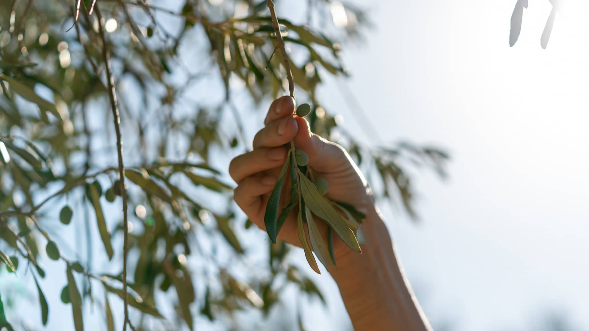 The Routes of the Olive Tree