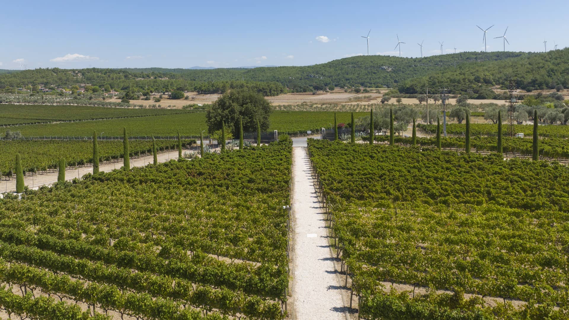 https://cdn.goturkiye.com/goturkiye/izmir-urlauzumbaglarigrape-tga-2.jpg