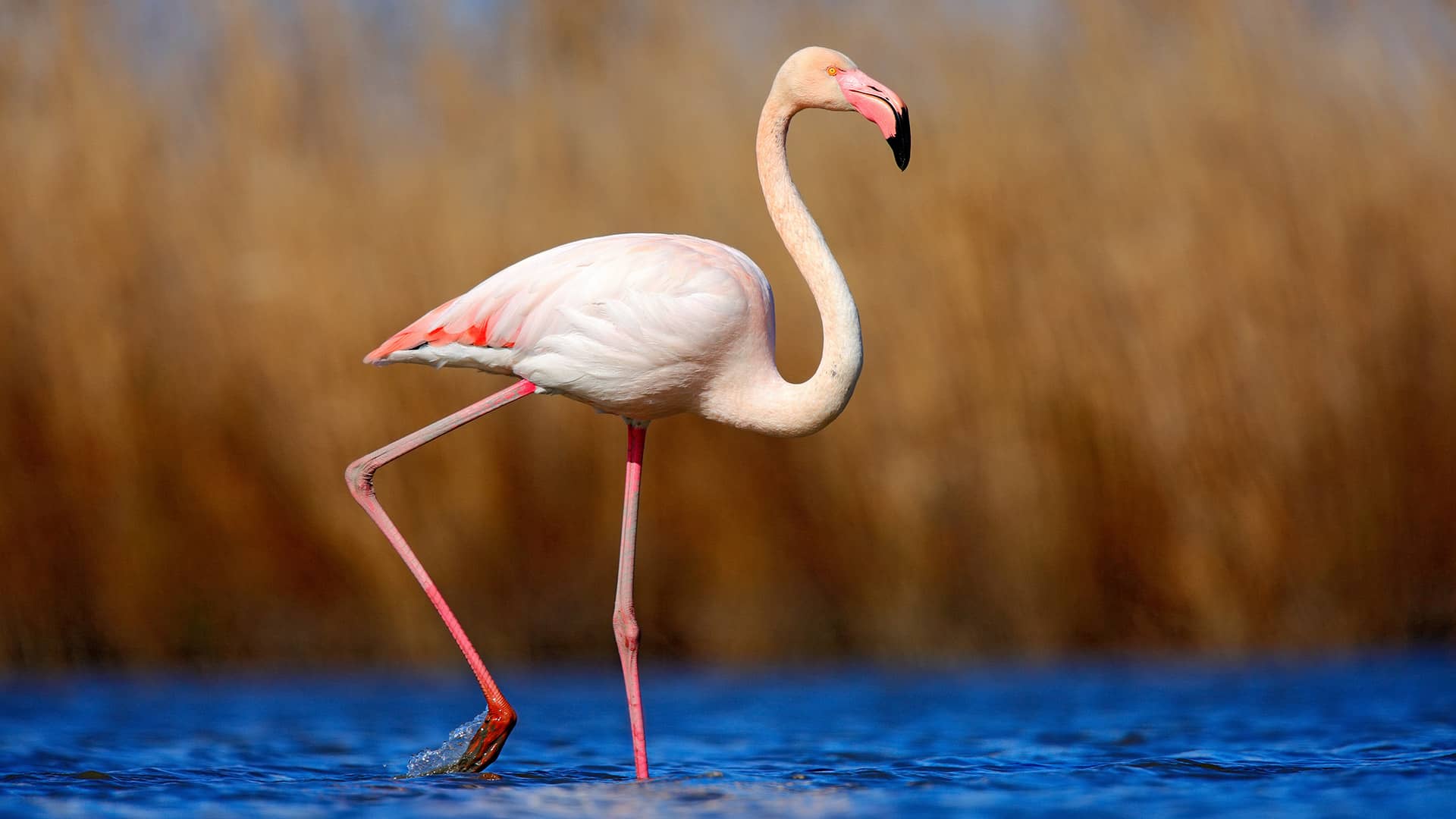 https://cdn.goturkiye.com/goturkiye/shutterstock503191984.jpg