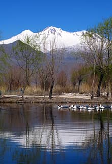 نیزار سلطان
