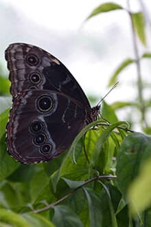 Konya Tropical Butterfly Garden