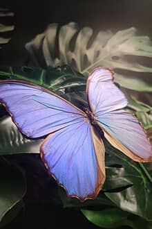 Konya Tropical Butterfly Garden