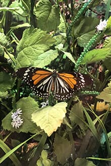 Konya Tropical Butterfly Garden
