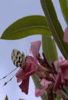 Parc National de la Péninsule de Dilek