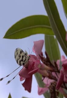 Parc National de la Péninsule de Dilek