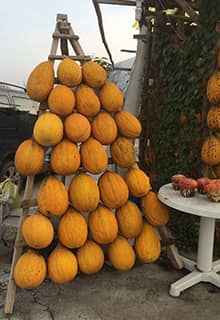 كنتالوب كيرك اغاش