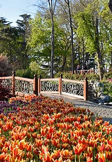 Tulipanes en Parque Emirgan İstanbul